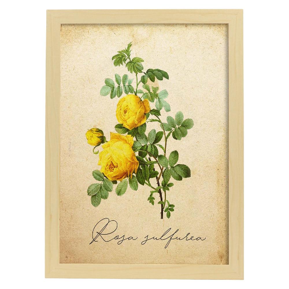 Nacnic Lámina Vintage De Hibiscus Rosa-Amarillo
