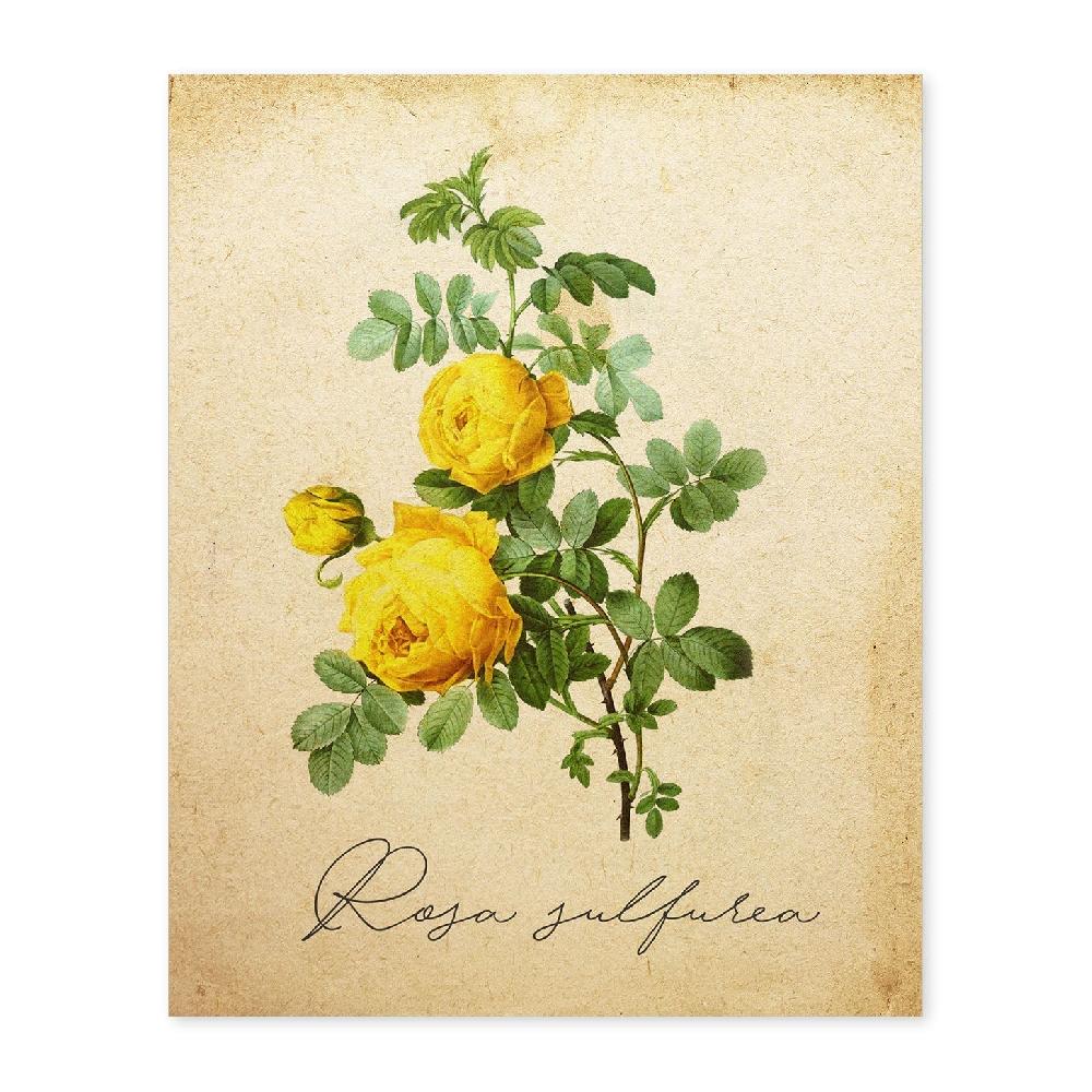 nacnic Lámina Vintage de Hibiscus Rosa-Amarillo