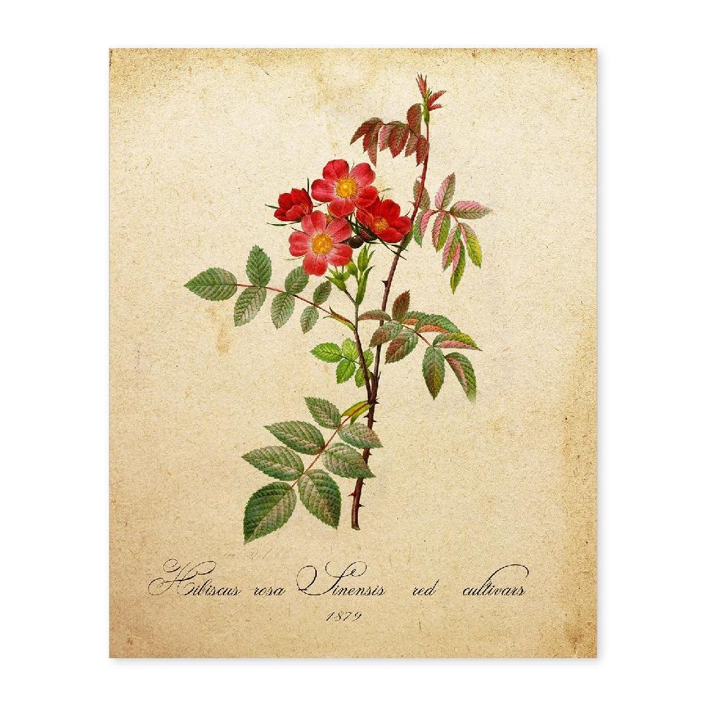 nacnic Lámina Vintage de Hibiscus Rosa