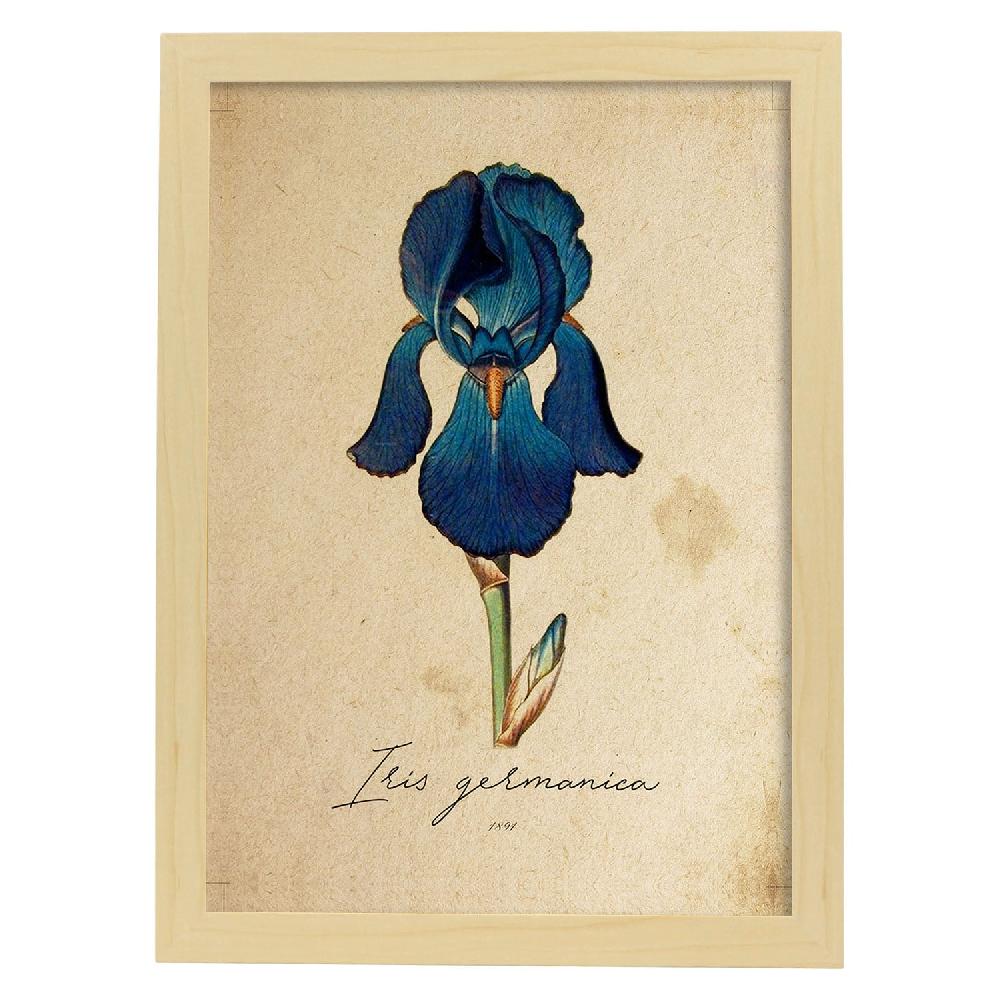 Nacnic Lámina Vintage De Iris