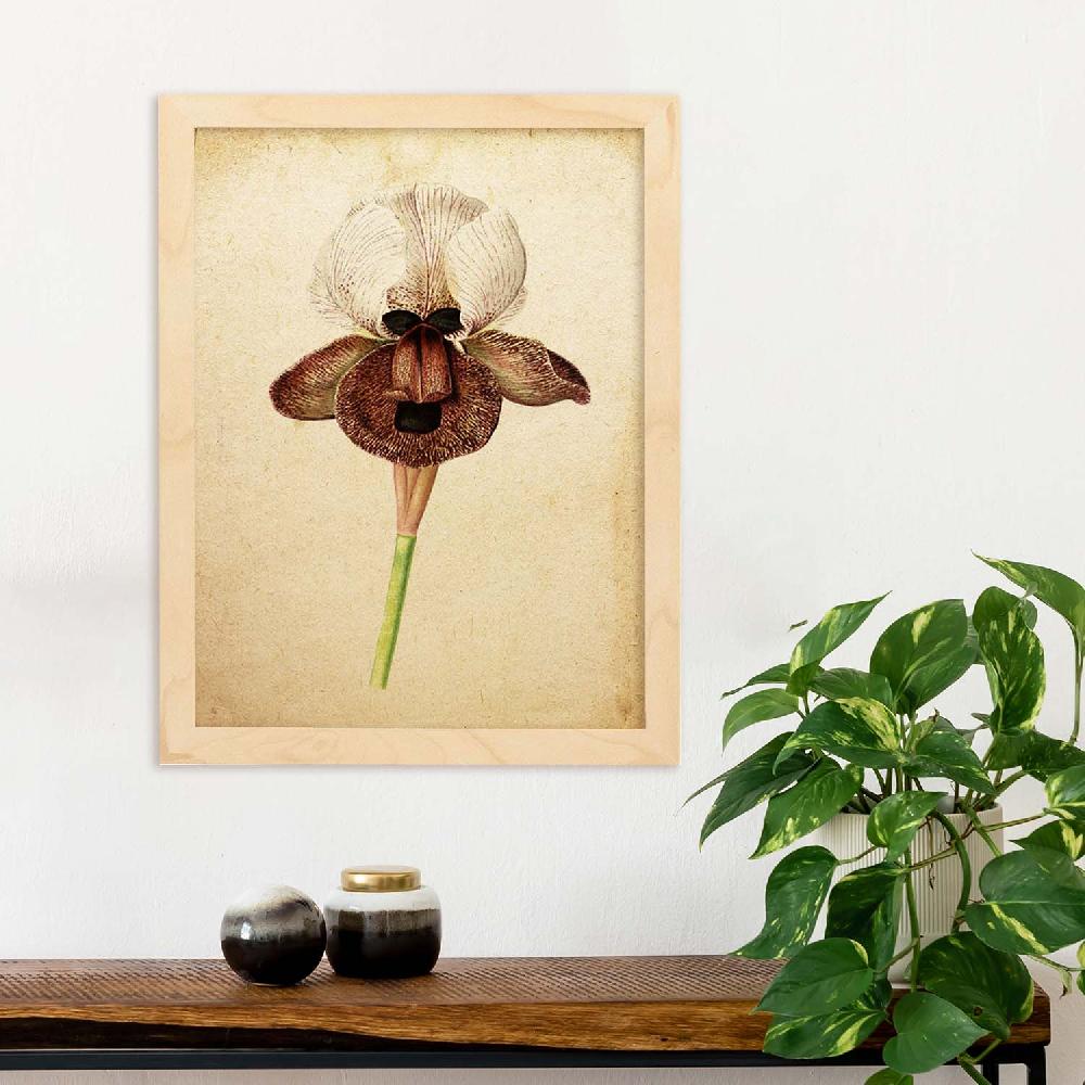 Nacnic Lámina Vintage De Iris Angiosperms