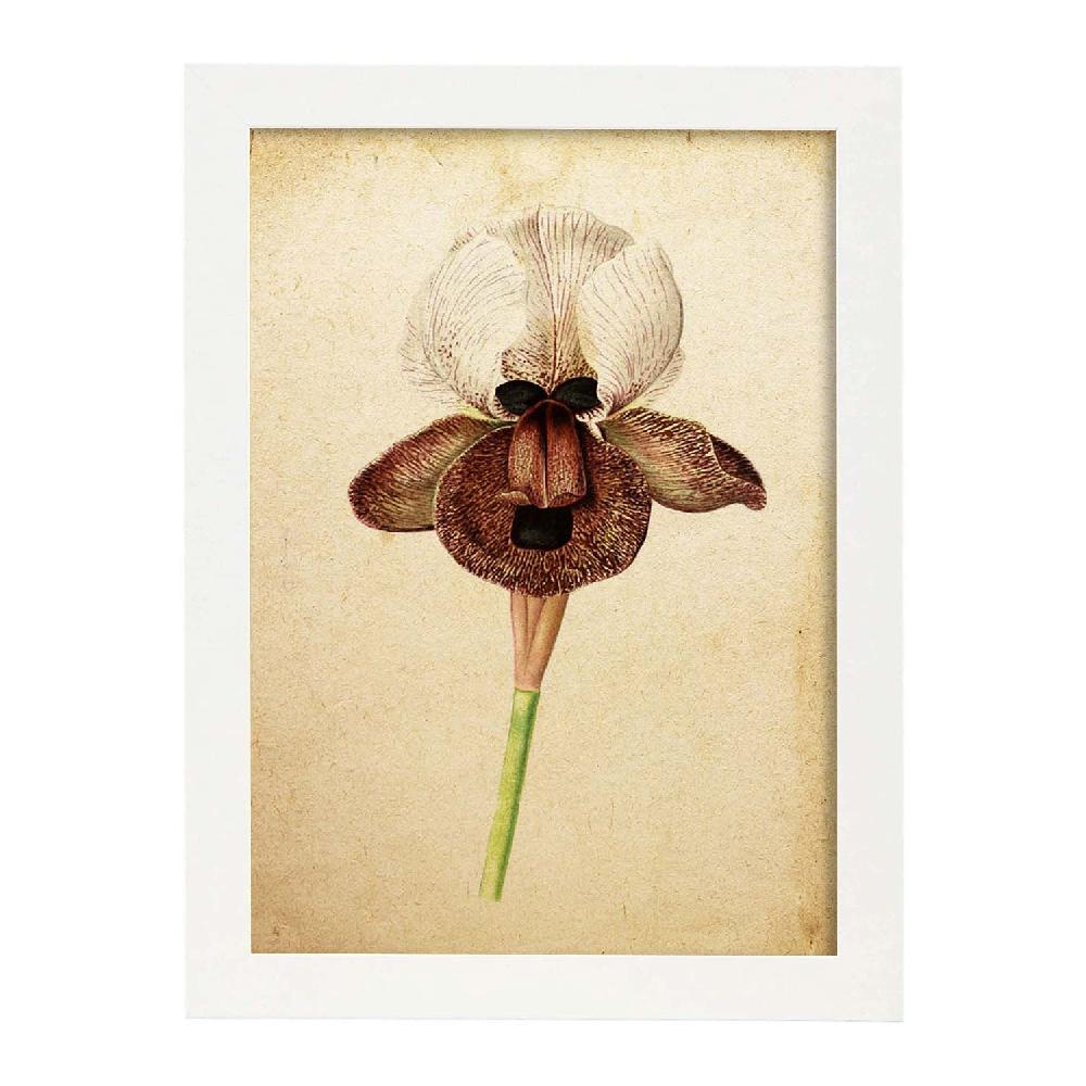 Nacnic Lámina Vintage De Iris Angiosperms