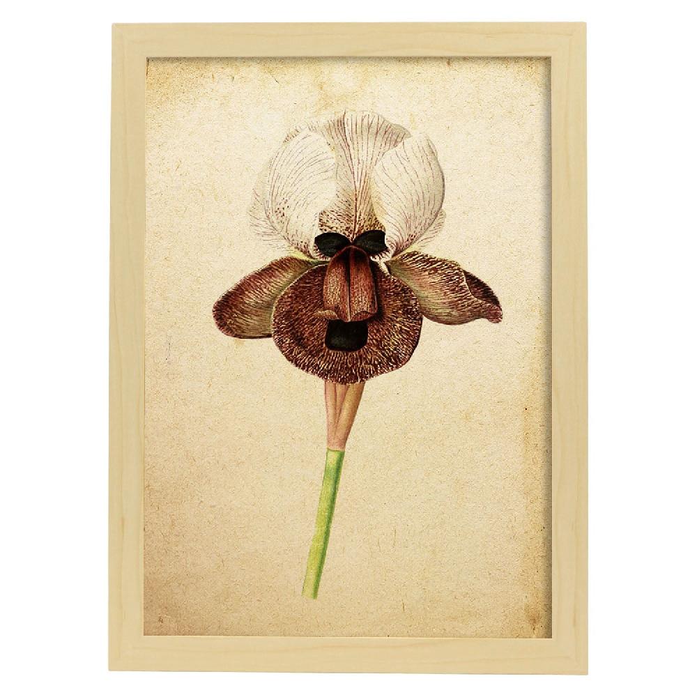 Nacnic Lámina Vintage De Iris Angiosperms