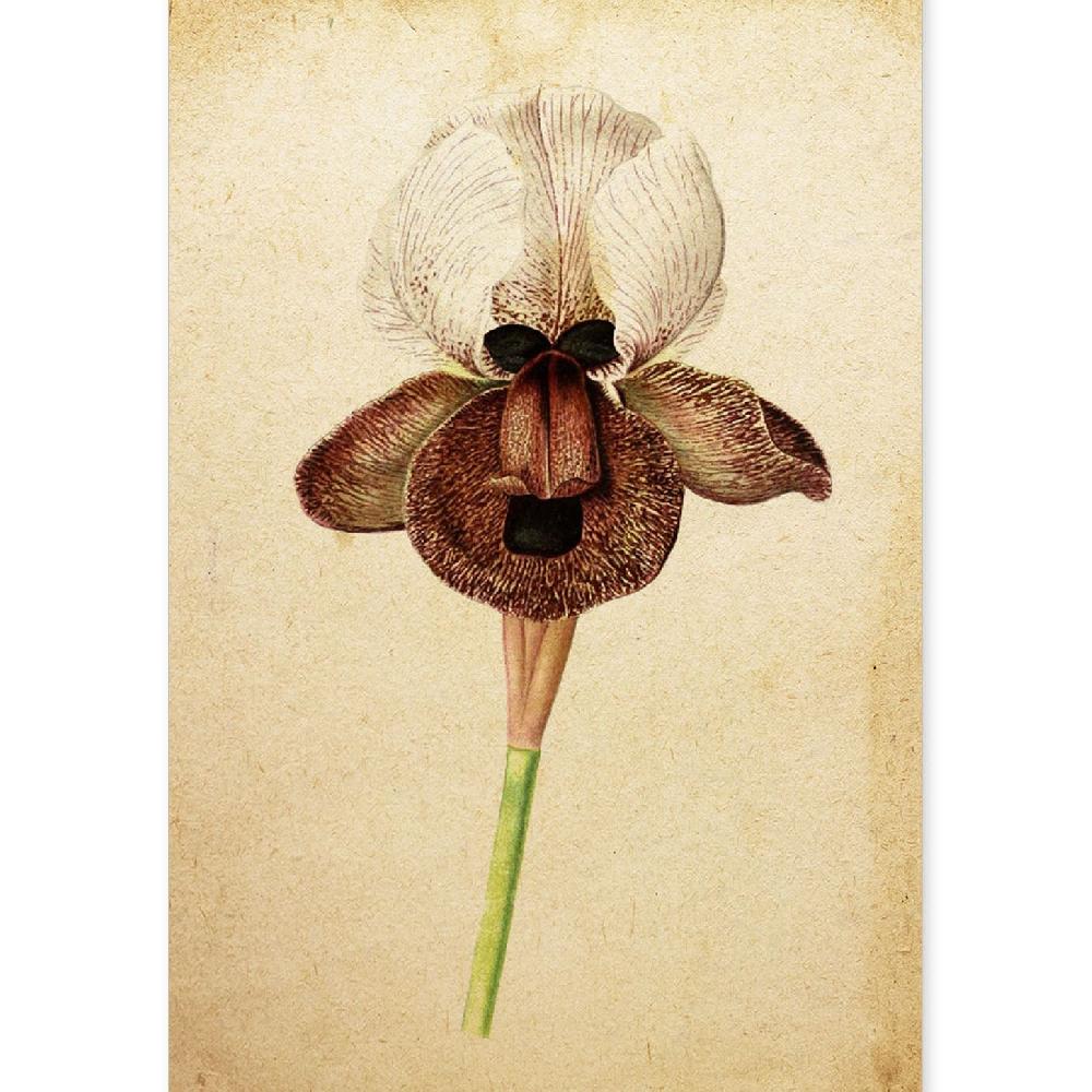 nacnic Lámina Vintage de Iris Angiosperms