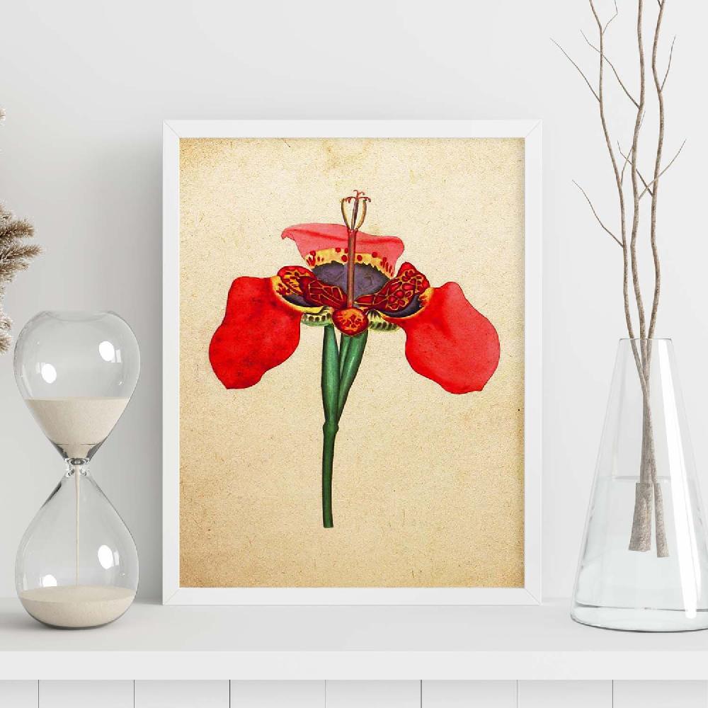 Nacnic Lámina Vintage De Iris Foetidissima
