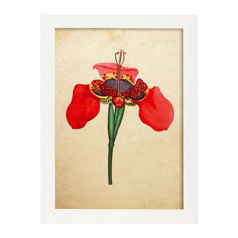 Nacnic Lámina Vintage De Iris Foetidissima