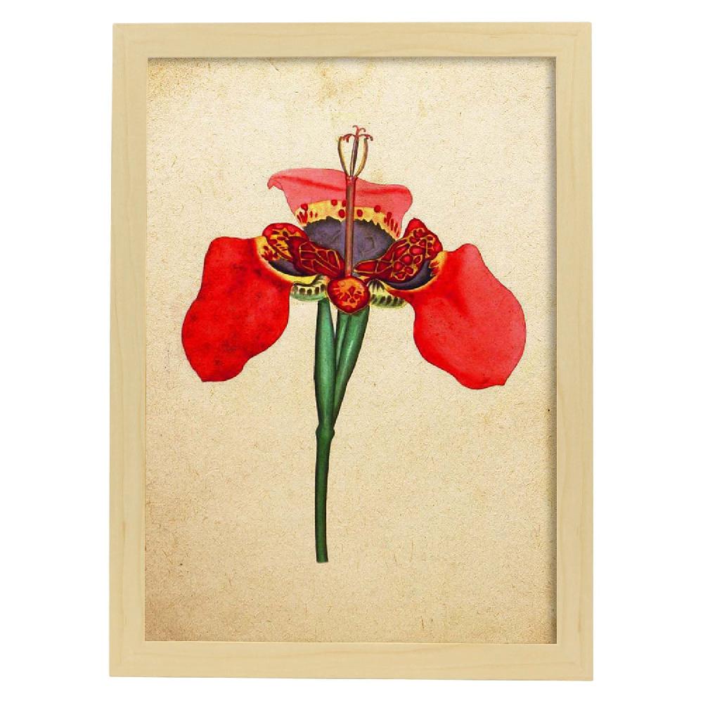 Nacnic Lámina Vintage De Iris Foetidissima