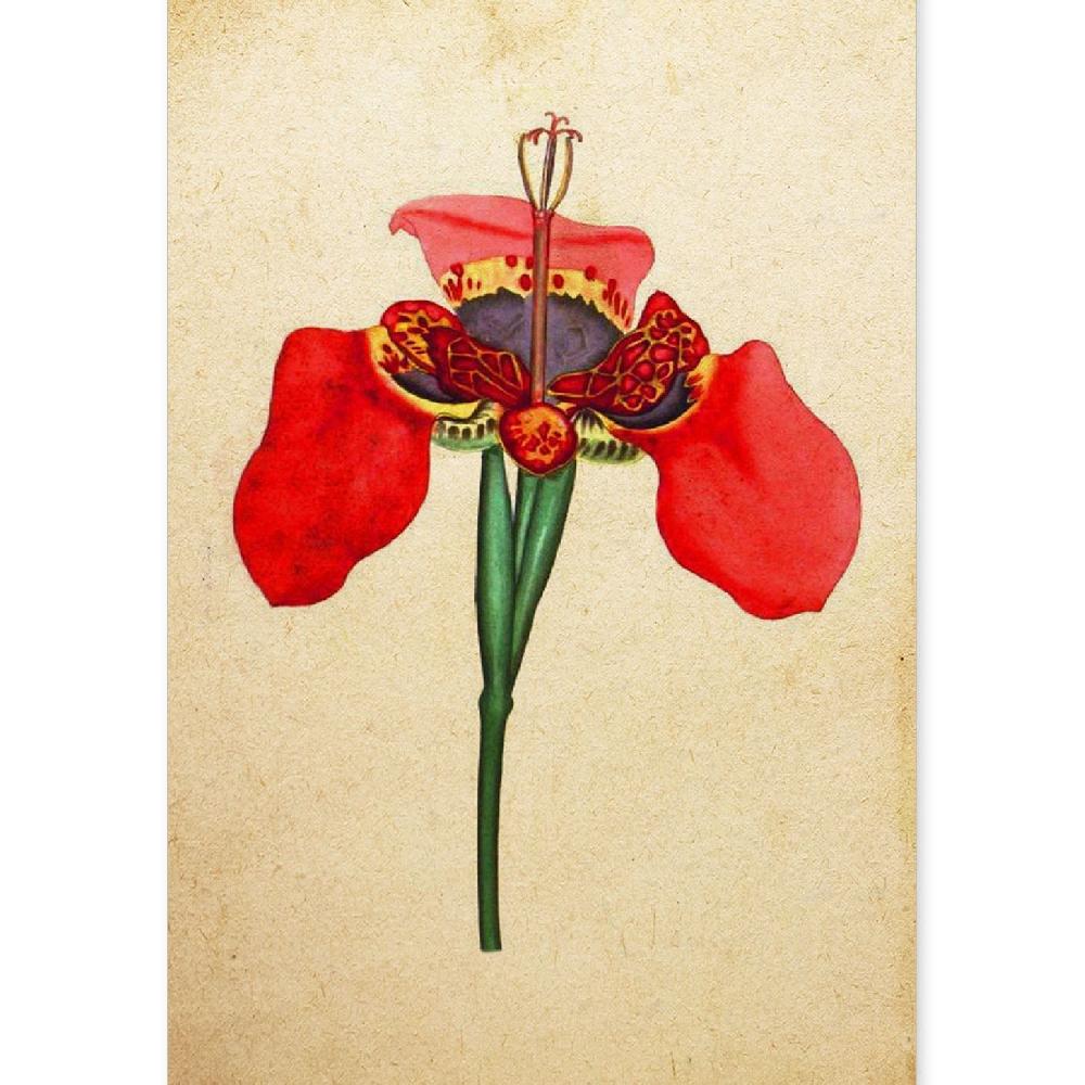 nacnic Lámina Vintage de Iris Foetidissima