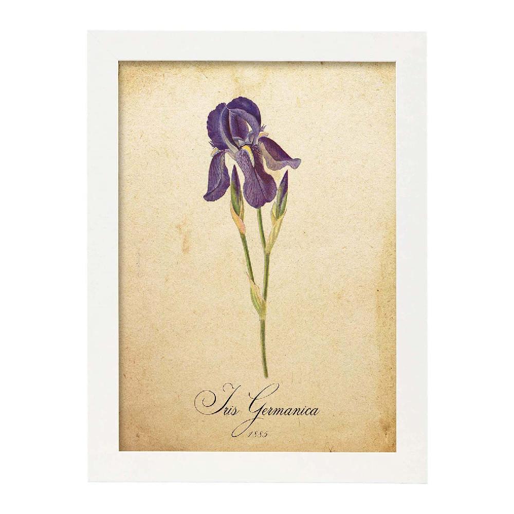 Nacnic Lámina Vintage De Iris Germanica
