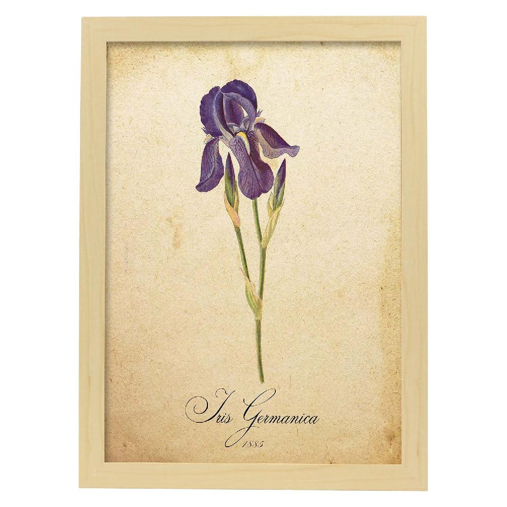 Nacnic Lámina Vintage De Iris Germanica