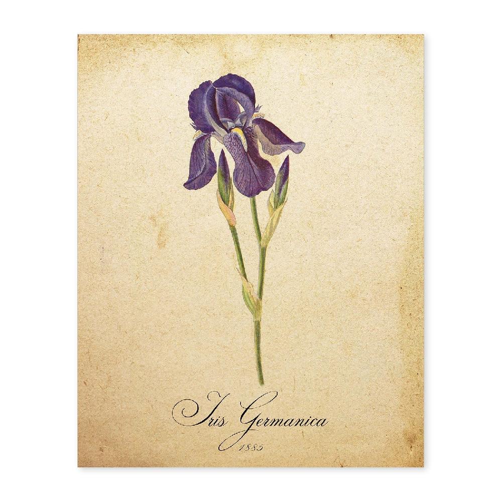 nacnic Lámina Vintage de Iris Germanica