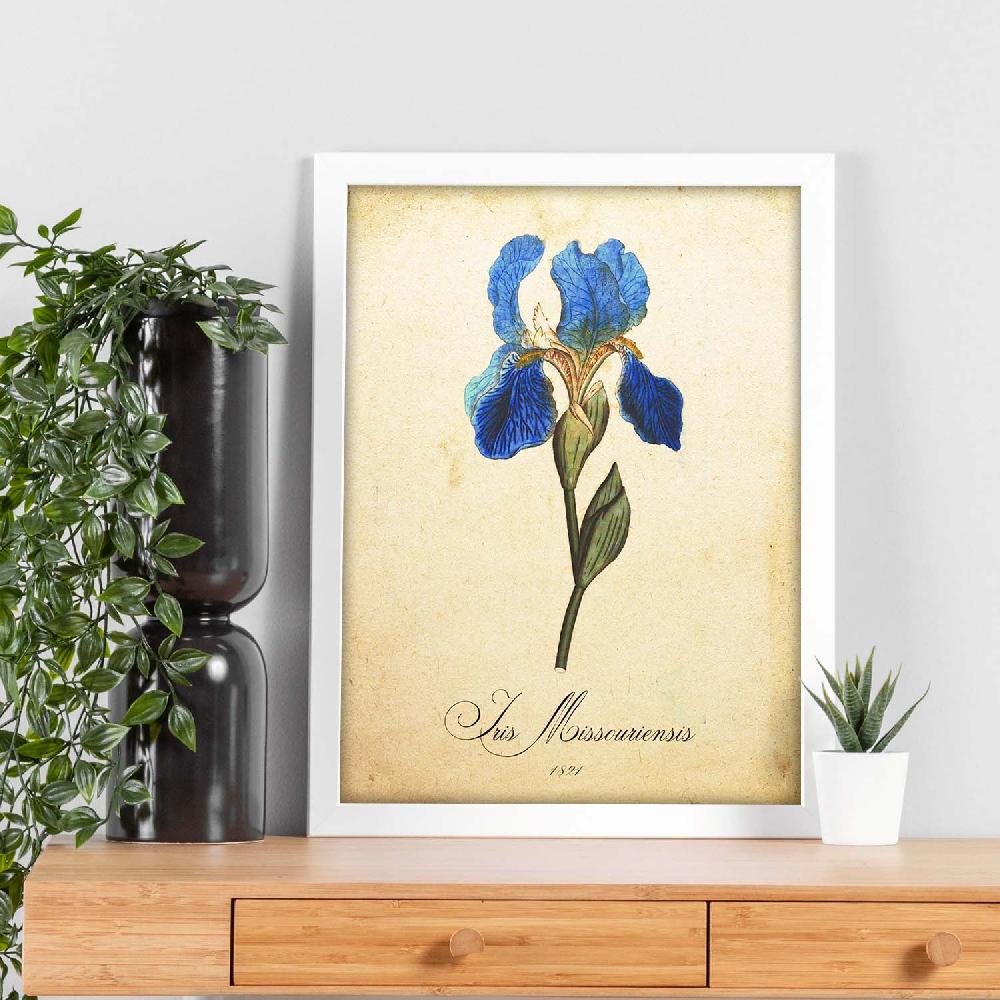 Nacnic Lámina Vintage De Iris Missouriensis