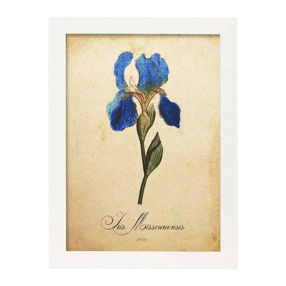 Nacnic Lámina Vintage De Iris Missouriensis