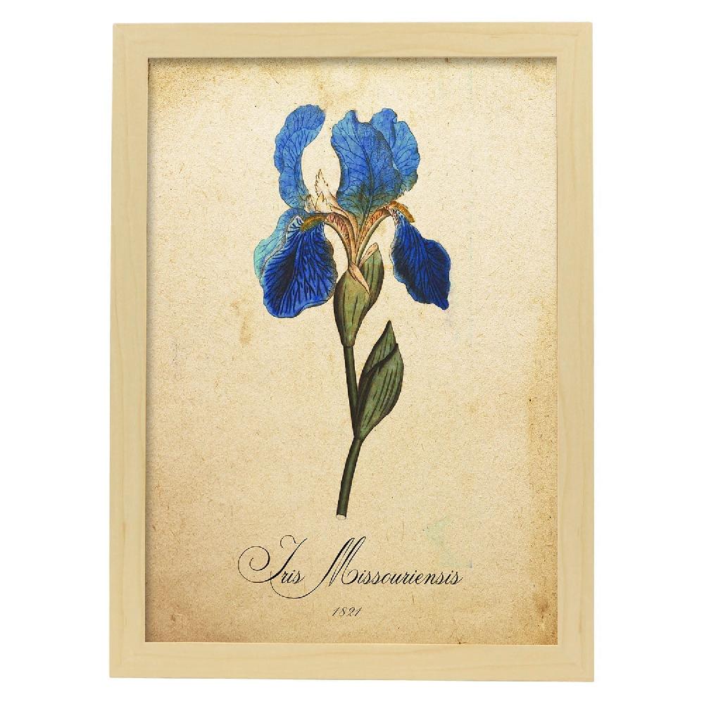 Nacnic Lámina Vintage De Iris Missouriensis