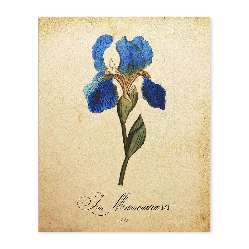 nacnic Lámina Vintage de Iris Missouriensis