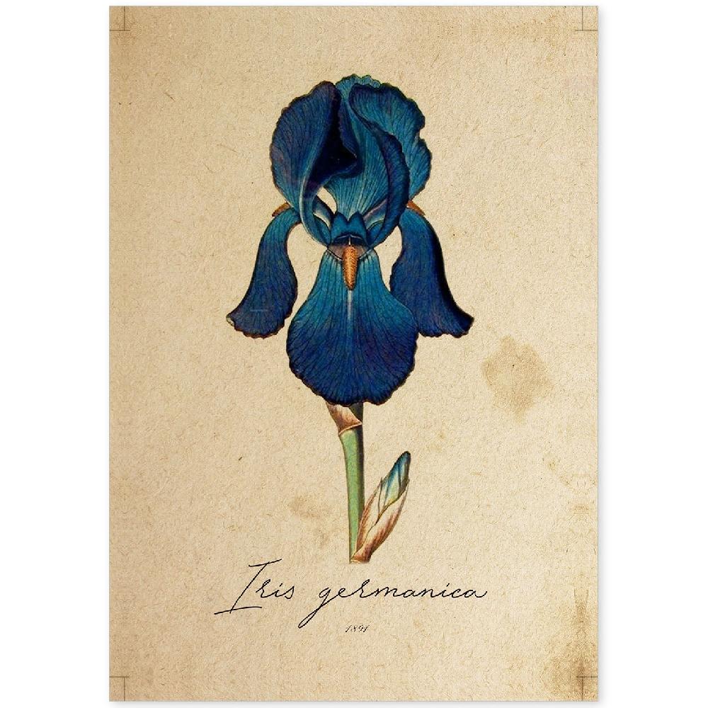 nacnic Lámina Vintage de Iris