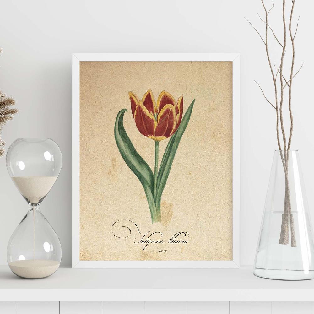 Nacnic Lámina Vintage De Liliaceae Tulip