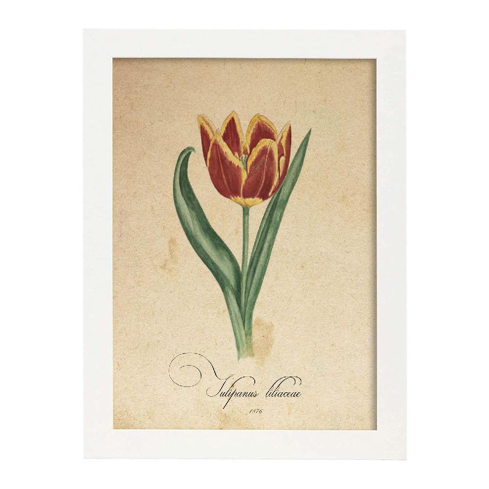 Nacnic Lámina Vintage De Liliaceae Tulip