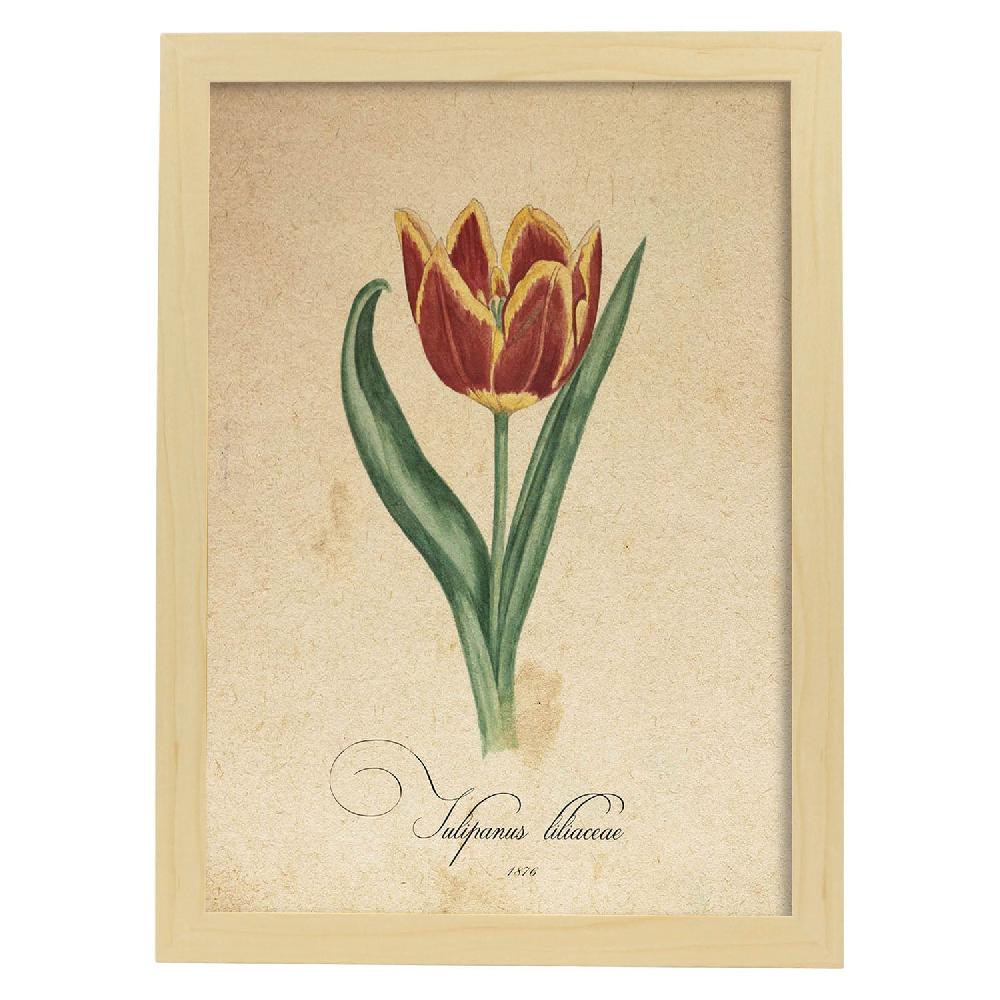 Nacnic Lámina Vintage De Liliaceae Tulip