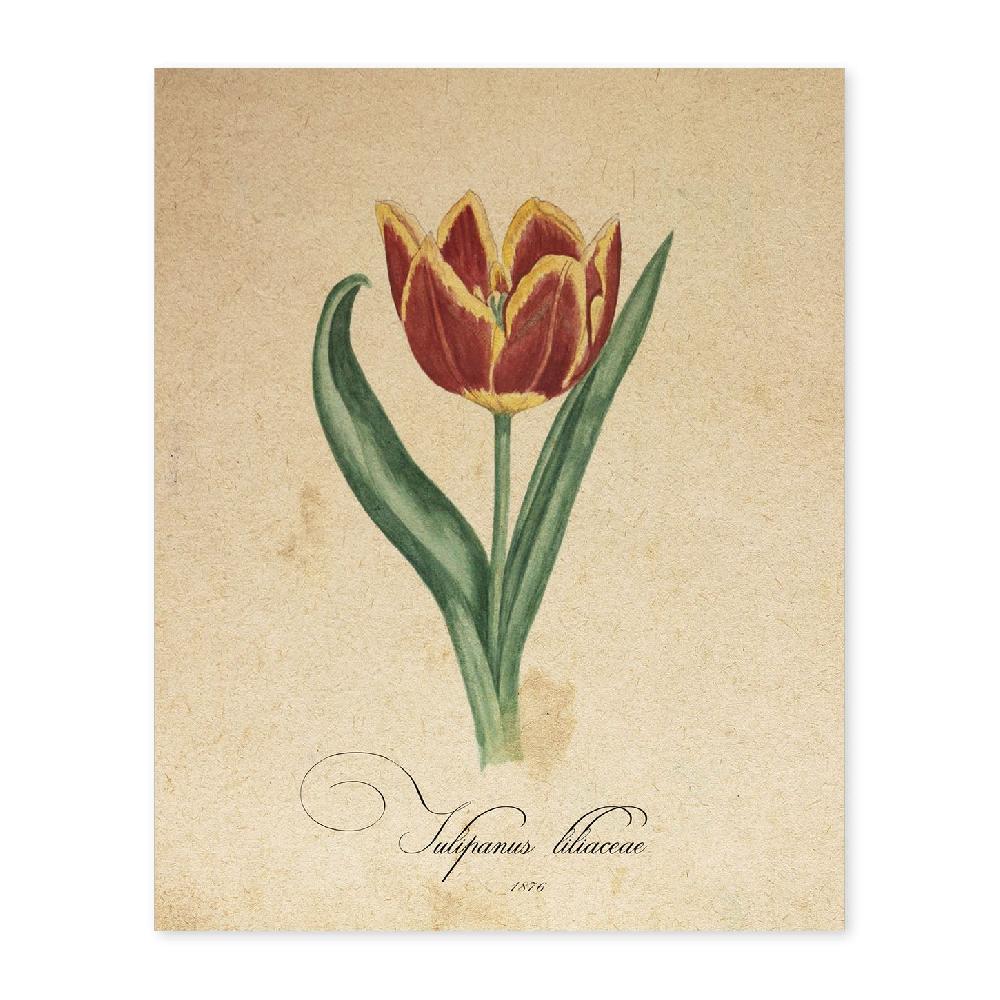 nacnic Lámina Vintage de Liliaceae Tulip