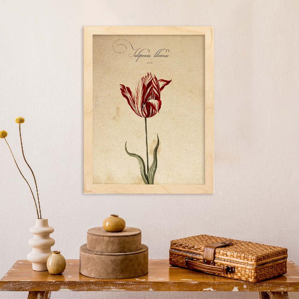 Nacnic Lámina Vintage De Liliaceae Tulip2