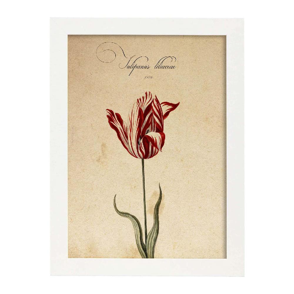 Nacnic Lámina Vintage De Liliaceae Tulip2