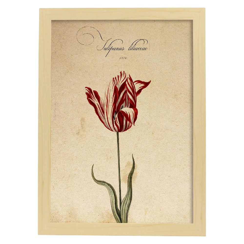 Nacnic Lámina Vintage De Liliaceae Tulip2