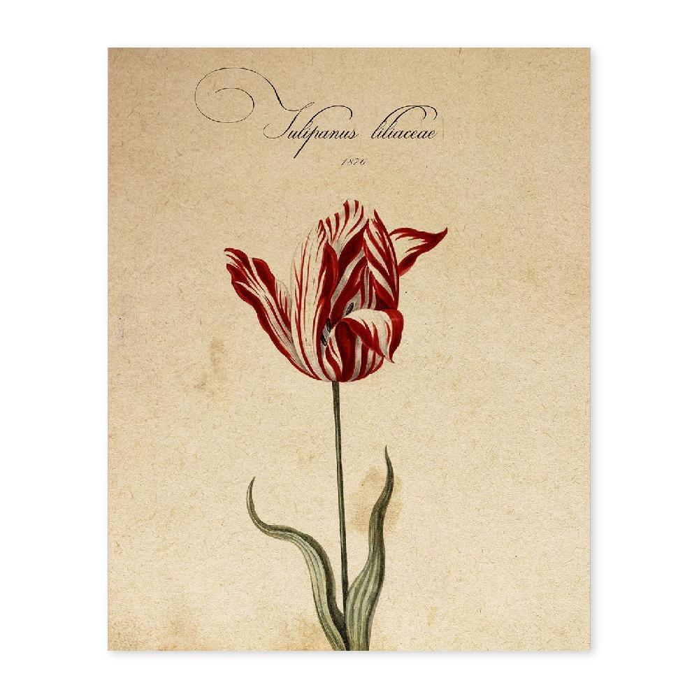 nacnic Lámina Vintage de Liliaceae Tulip2
