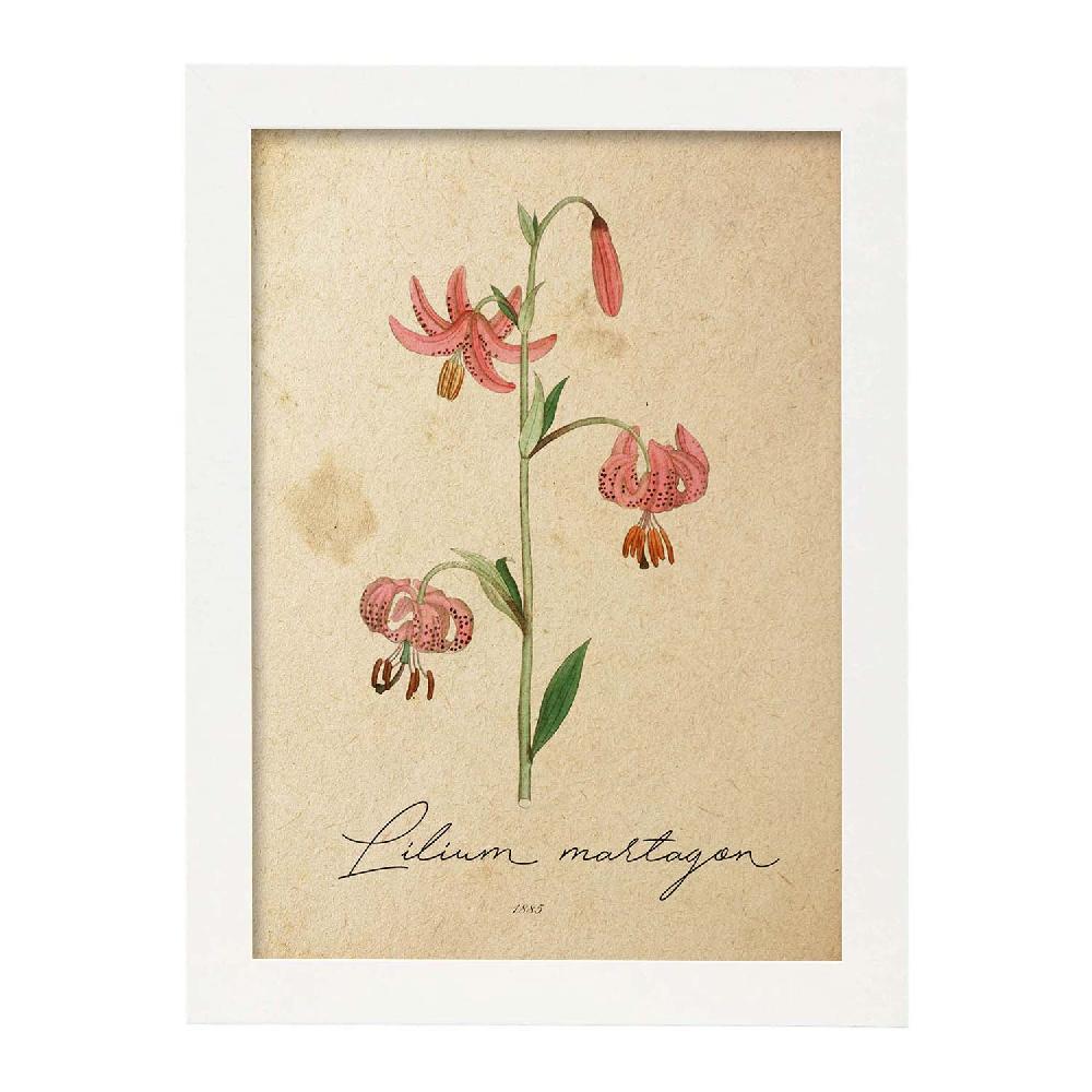 Nacnic Lámina Vintage De Lilium Asiatic