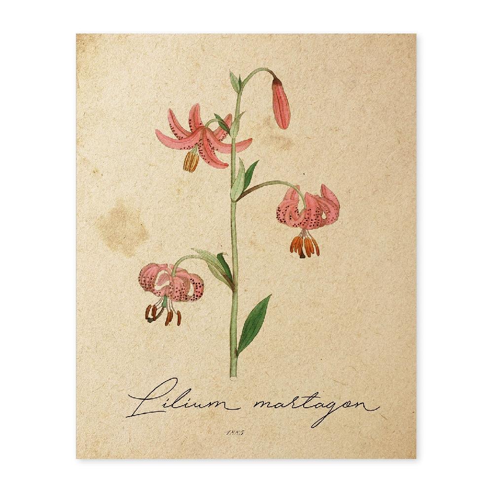 nacnic Lámina Vintage de Lilium Asiatic