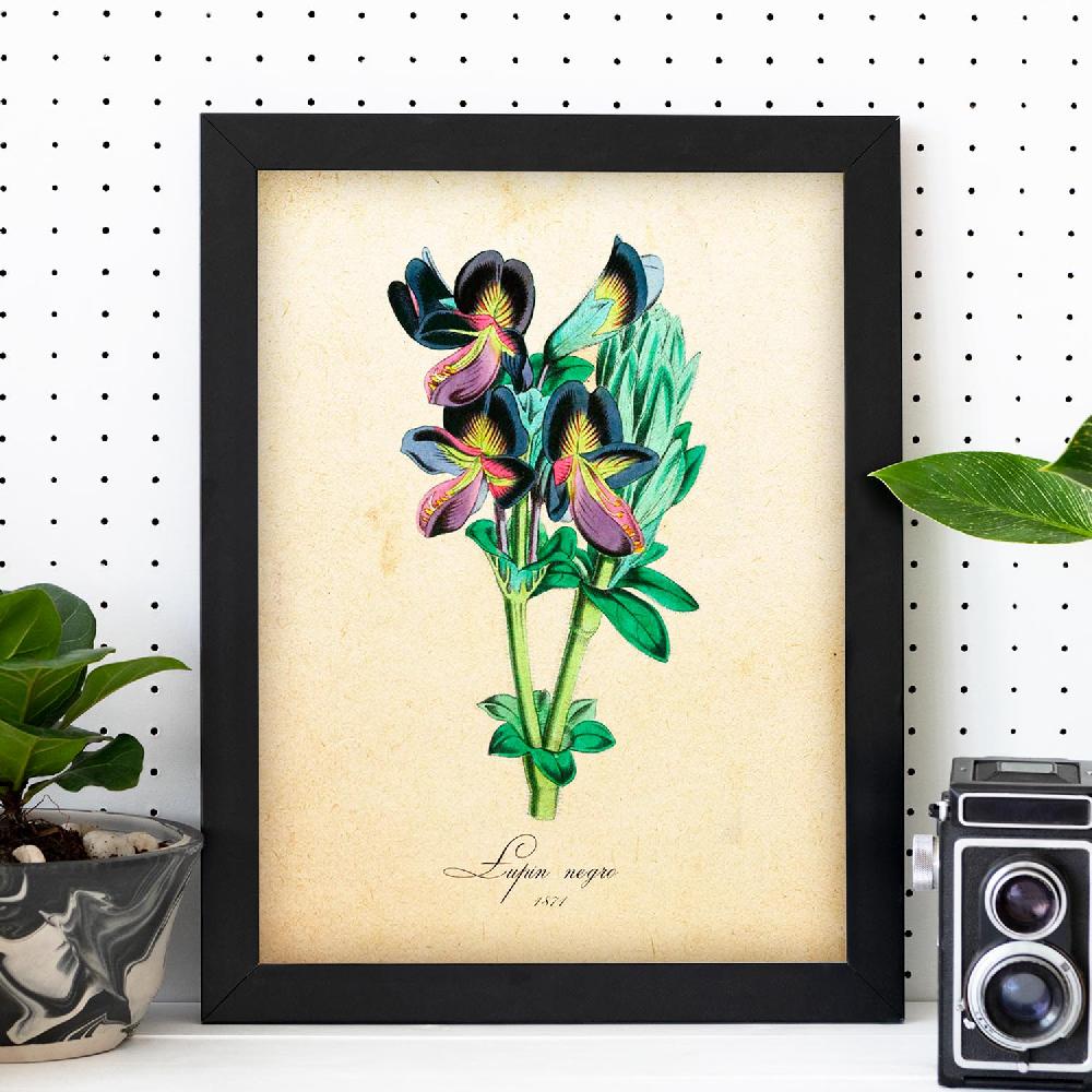 Nacnic Lámina Vintage De Lupin Negro