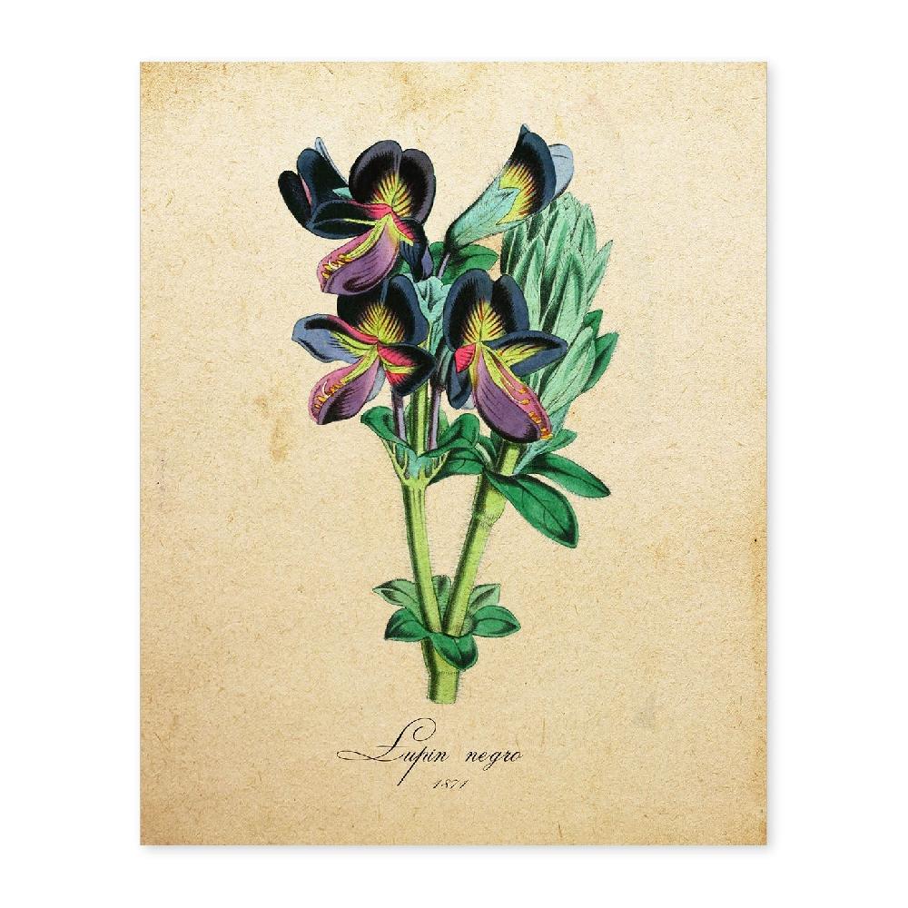 nacnic Lámina Vintage de Lupin Negro