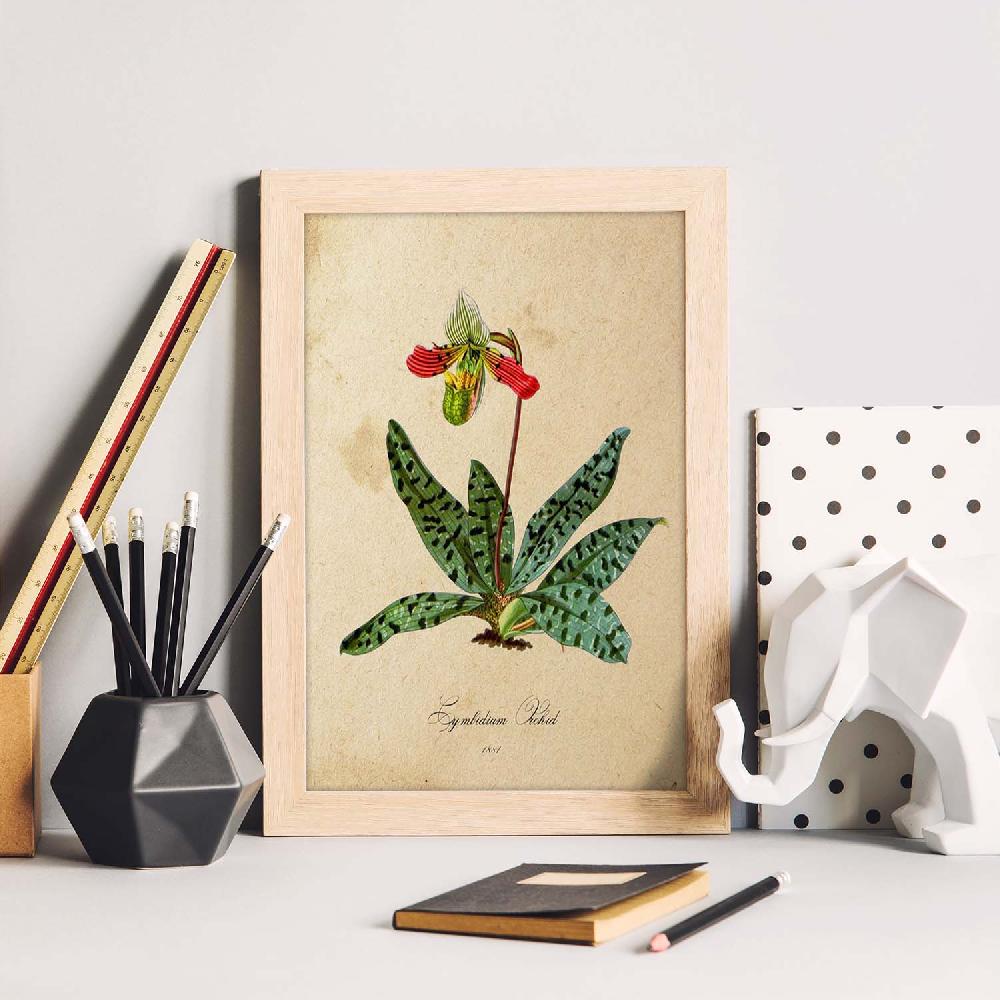 Nacnic Lámina Vintage De Orquídea Con Hojas