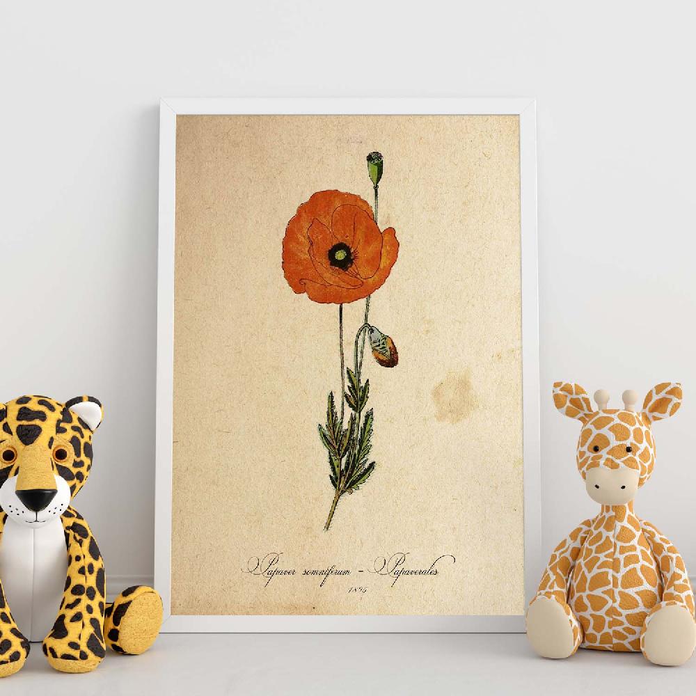 Nacnic Lámina Vintage De Papaver Somniferum