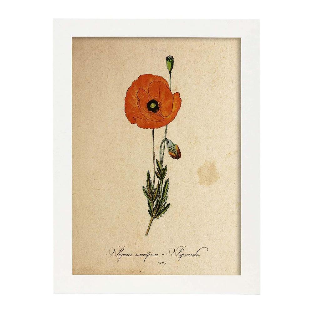 Nacnic Lámina Vintage De Papaver Somniferum