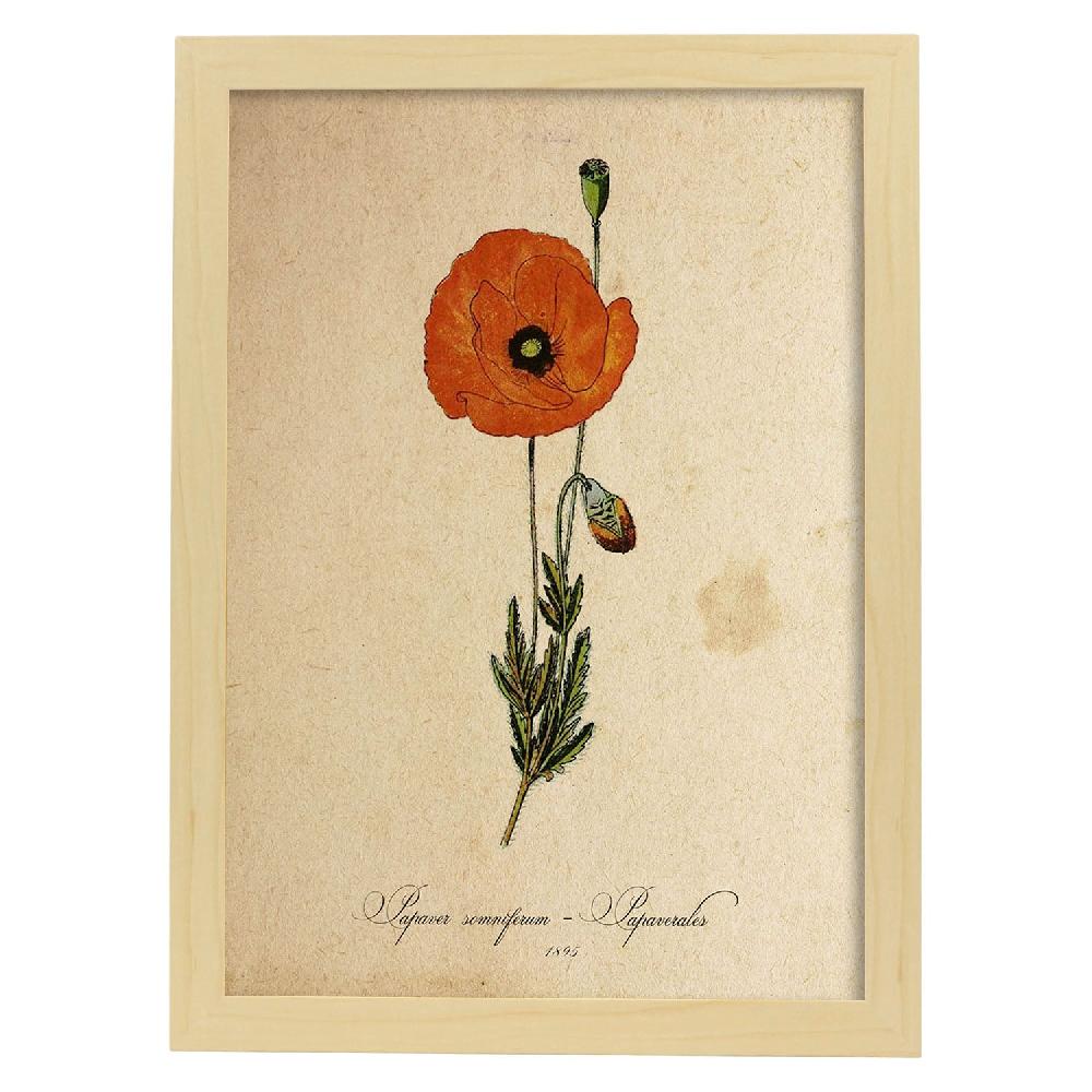 Nacnic Lámina Vintage De Papaver Somniferum