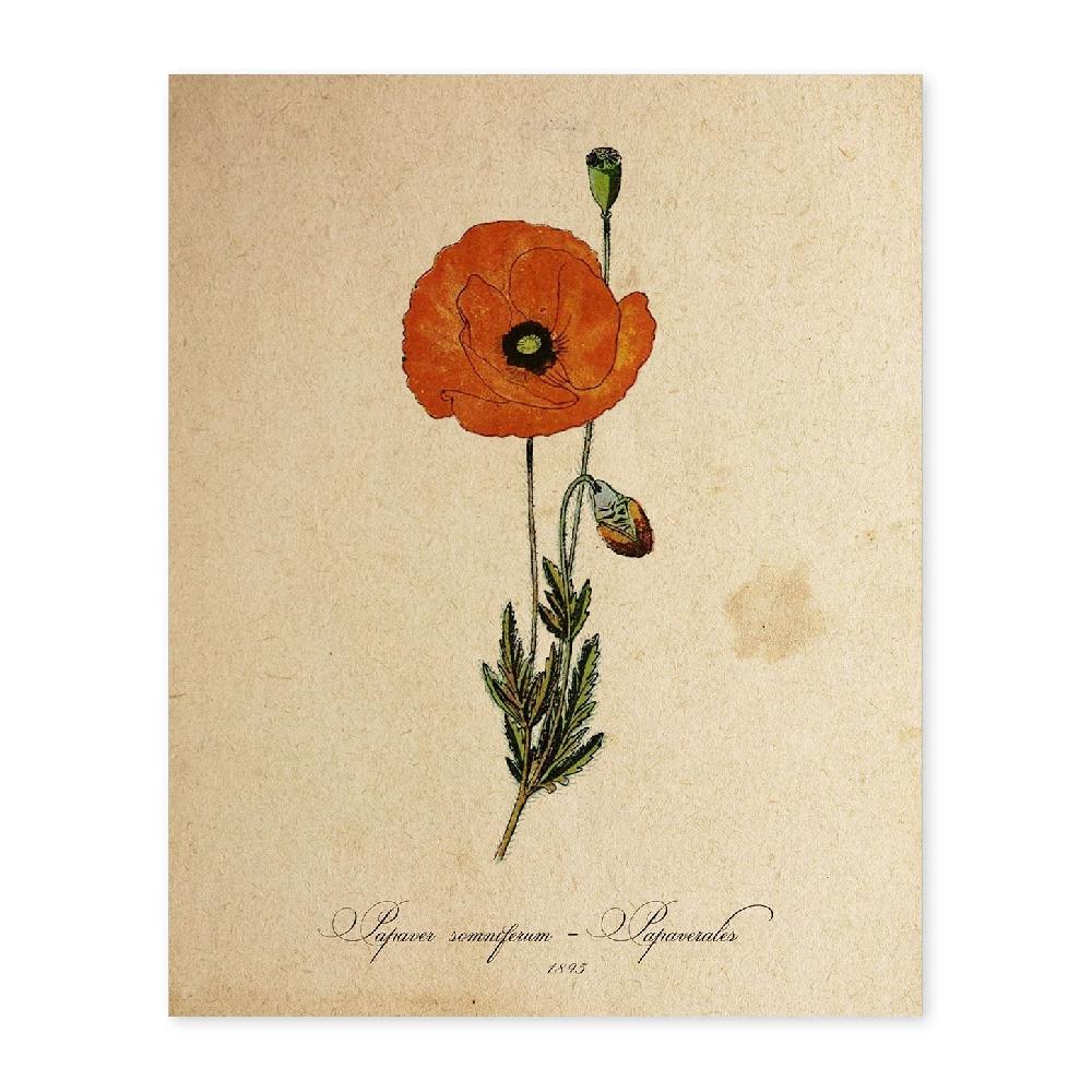 nacnic Lámina Vintage de Papaver Somniferum