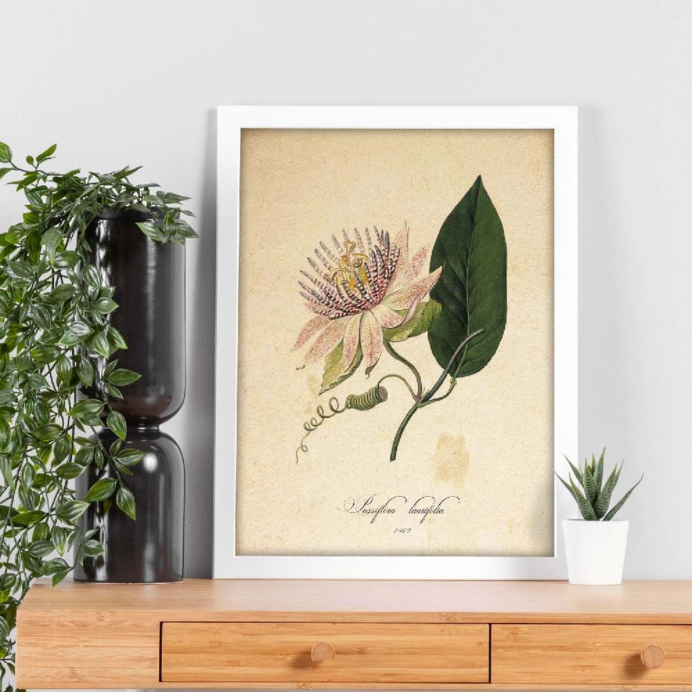 Nacnic Lámina Vintage De Passiflora