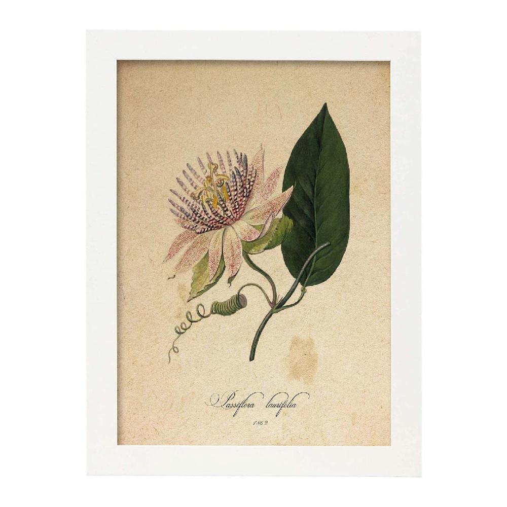 Nacnic Lámina Vintage De Passiflora