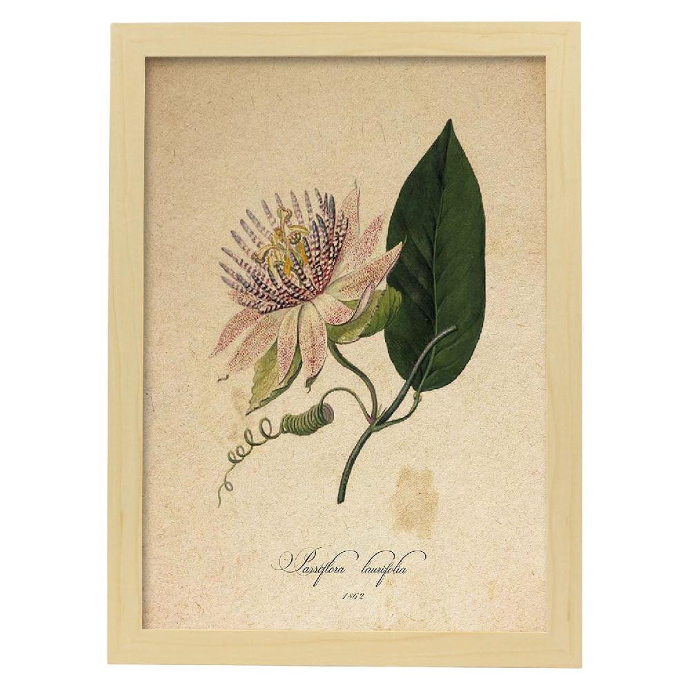 Nacnic Lámina Vintage De Passiflora