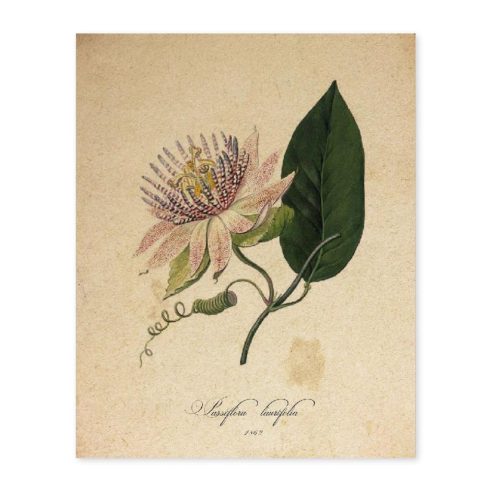 nacnic Lámina Vintage de Passiflora