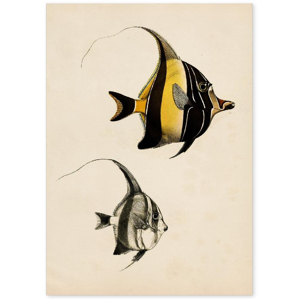 nacnic Lámina Vintage de Peces Amarillo y Negro