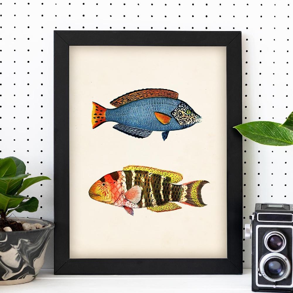 Nacnic Lámina Vintage De Peces Multicolor