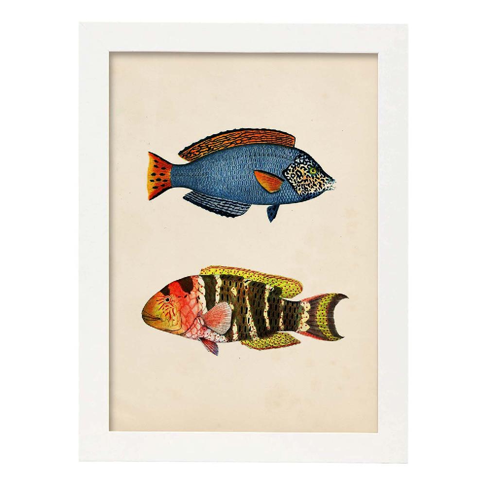Nacnic Lámina Vintage De Peces Multicolor