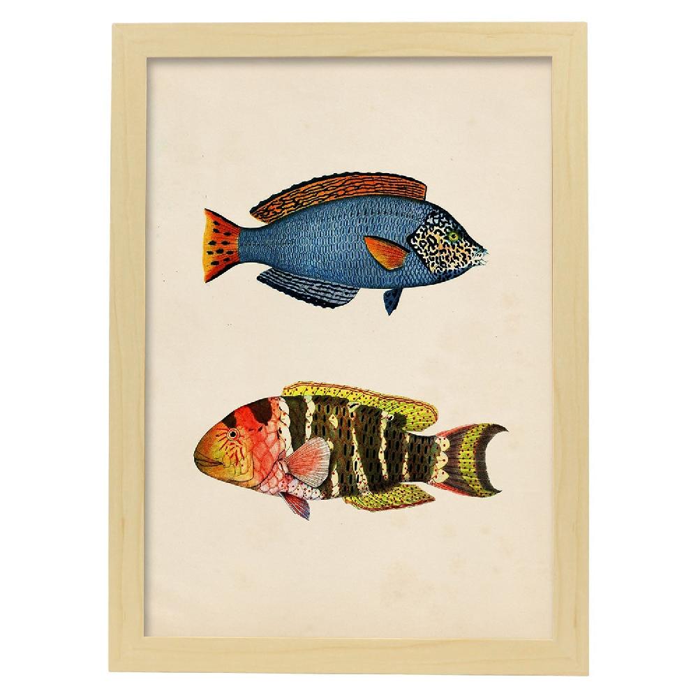 Nacnic Lámina Vintage De Peces Multicolor