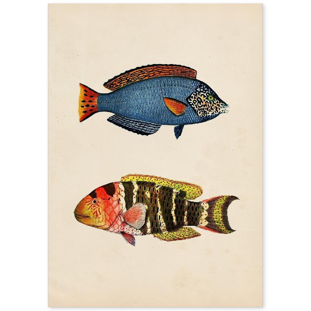 nacnic Lámina Vintage de Peces Multicolor