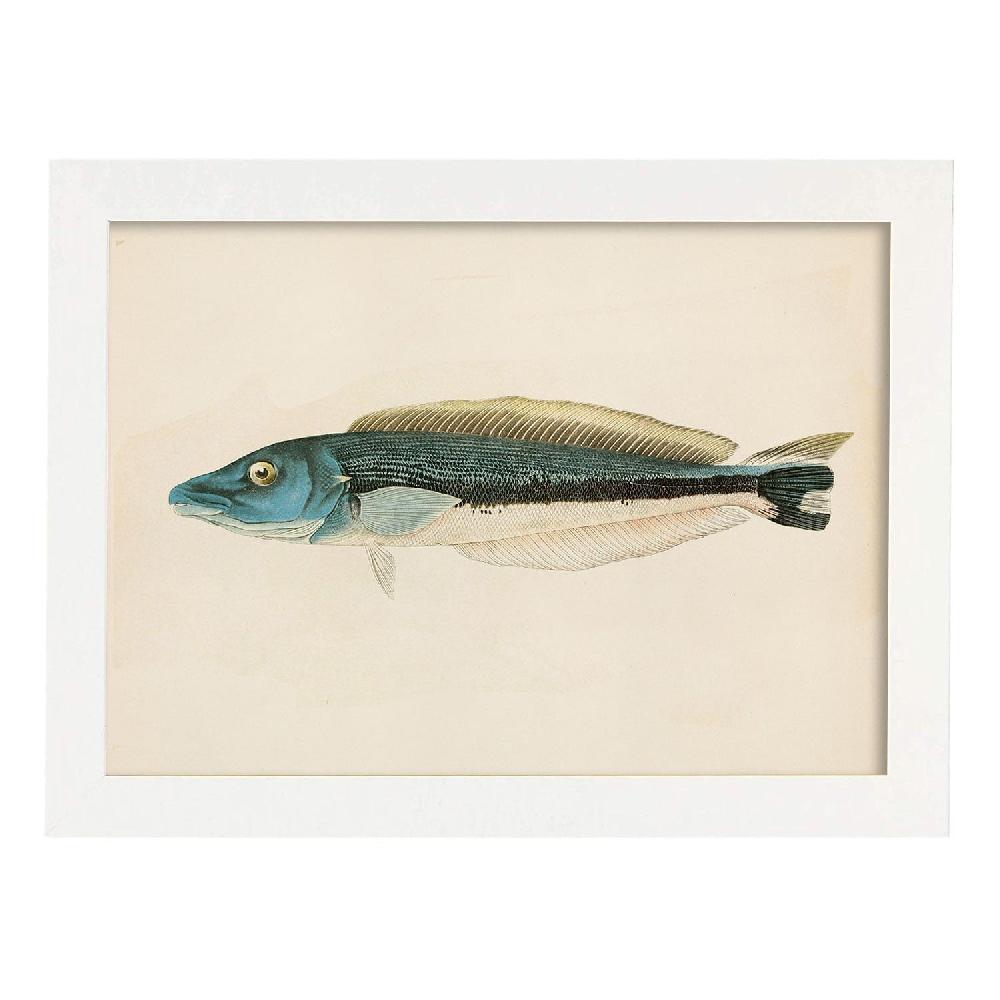 Nacnic Lámina Vintage De Pez Azul Gris Y Blanco
