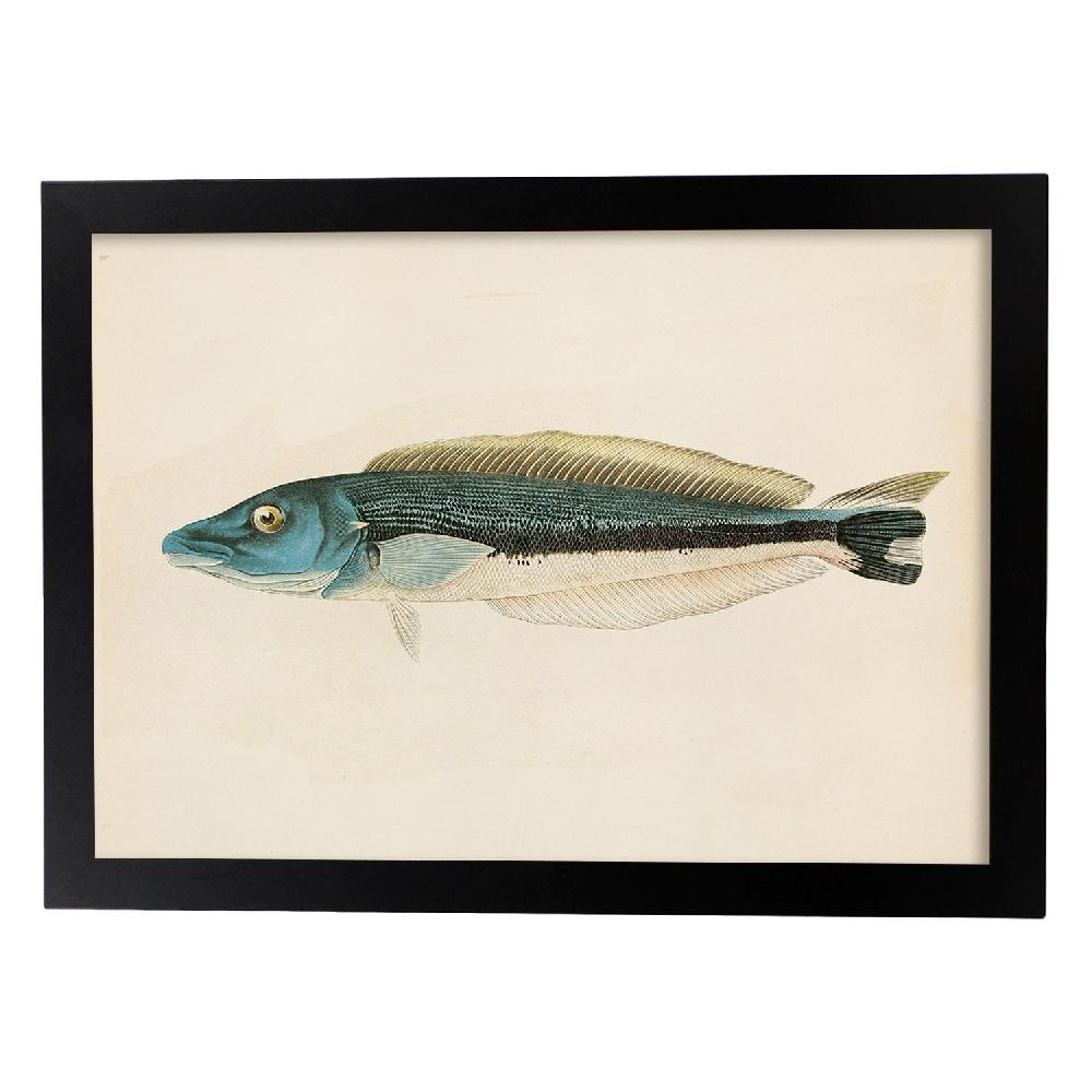 Nacnic Lámina Vintage De Pez Azul Gris Y Blanco