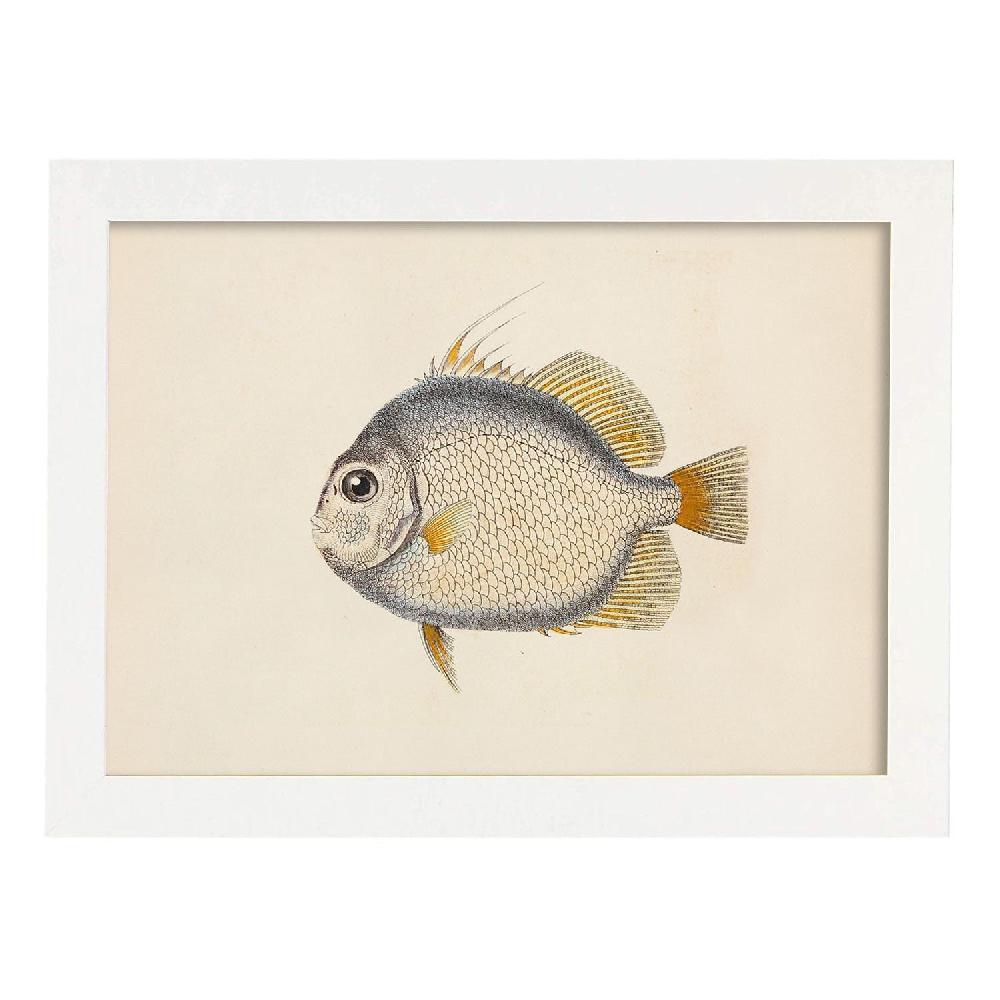 Nacnic Lámina Vintage De Pez Azul Naranja Y Blanco