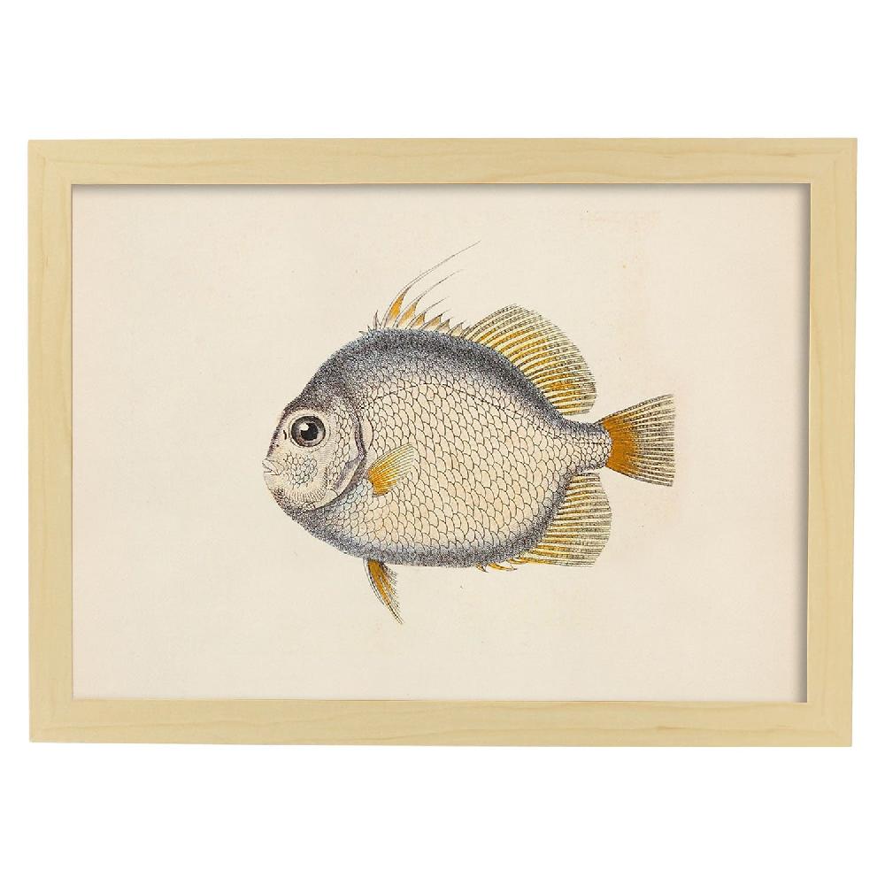Nacnic Lámina Vintage De Pez Azul Naranja Y Blanco